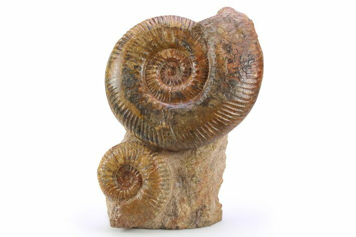 Free-Standing Fossil Ammonite (Hammatoceras) Pair - France #227337